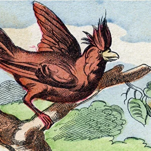 The cardinal. Engraving in "Buffon Alphabet des Oiseaux n 2". 3rd Serie N 2