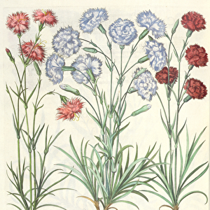Carnations: 1. Caryophyllus multiplex flore albo; 2. Caryophyllus multiplex laciniosus