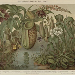 Carnivorous plants (colour litho)