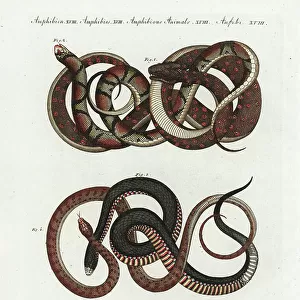 Black Snake Fine Art Print Collection: Red-Bellied Black Snake