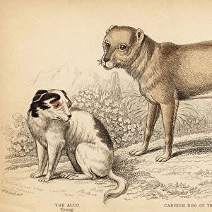 Carrier dog of the Indians or the Techichi of Mexico, ancestor of the chihuahua, Canis lupus familiaris, and a young Alco dog, Yzi-cuinte potzotli in Mexico, Canis lupus familiaris (Canis alco)