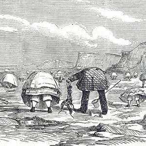 Cartoon illustrating the Victorian enthusiasm for natural history