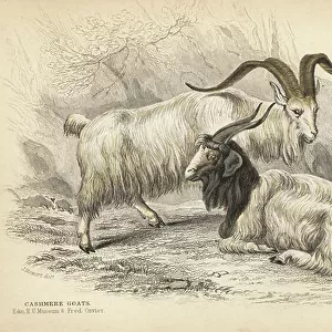 Goats Metal Print Collection: Cashmere