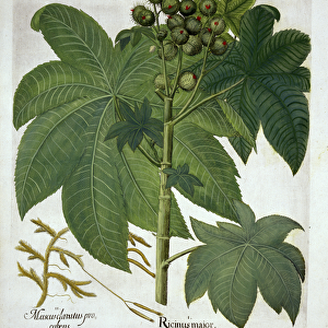 Castor Oil Plant, from Hortus Eystettensis, by Basil Besler (1561-1629) pub