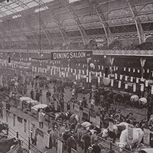 The Cattle Show, Royal Agricultural Hall (b / w photo)