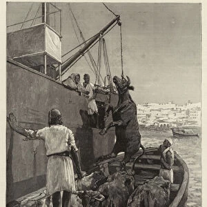 The Cattle Trade, landing Bullocks at Tangier, Morocco (engraving)