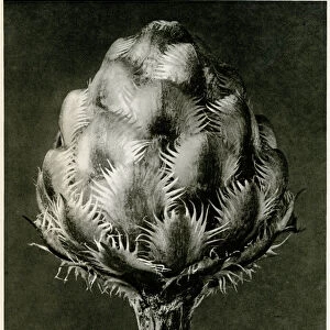 Centaurea Grecesina. 1929 (photogravure)