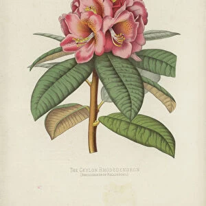 The Ceylon Rhododendron, Rhododendron Rollissonii (chromolitho)