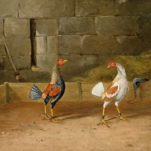 The Challenge (oil on canvas) (pair to 101164)
