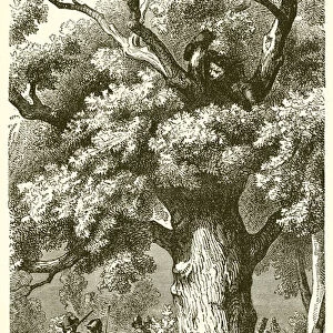 Charles II. hidden in the Oak Tree (engraving)