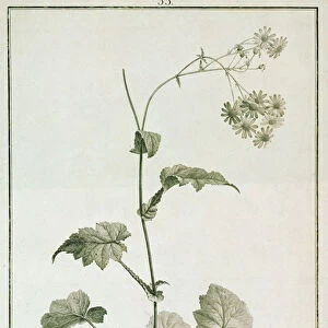 Cineraria Cruenta, from Sertum Angelicum, published 1788 (coloured engraving)