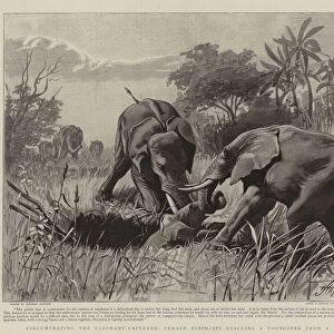 Circumventing, the Elephant-Capturer, Female Elephants rescuing a Youngster from a Pitfall (engraving)