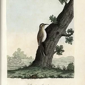 Treecreepers Related Images