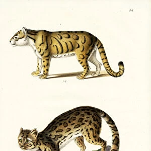 Clouded Leopard, 1824 (colour litho)