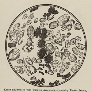 Cocoa adulterated with arrowroot containing potato starch, viewed through a microscope (engraving)