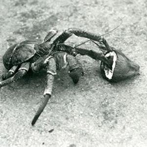 A Coconut, or Robber Crab, feeding on coconut, London Zoo, July 1927 (b / w photo)