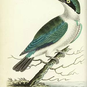 Kingfishers Metal Print Collection: Collared Kingfisher
