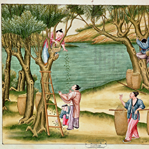 Collecting mulberries, from a book on the silk industry (gouache on paper)