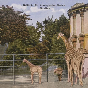 Cologne Zoo, Giraffes (photo)