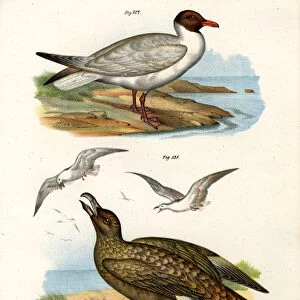 Common Black-headed Gull, 1864 (colour litho)