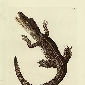 Lizards Canvas Print Collection: Caiman Lizard