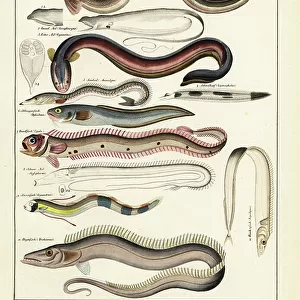 C Collection: Cusk Eel
