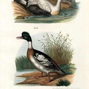 Common Eider Duck, 1864 (colour litho)