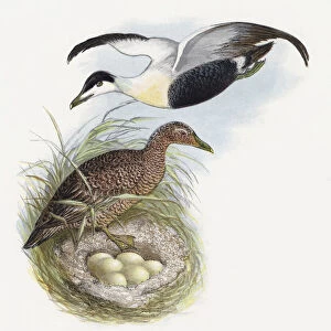 The Common Eider-Duck (chromolitho)