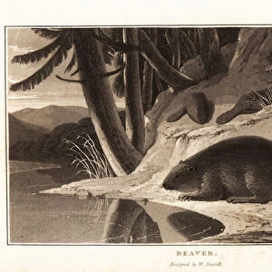 Common Eurasian beaver, Castor fiber, near a riverbank with fir 1807 (aquatint)