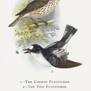 The Common Flycatcher, The Pied Flycatcher (chromolitho)