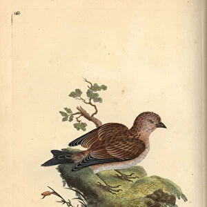 Common grey linnet, Carduelis cannabina. Handcoloured copperplate drawn and engraved by Edward Donovan from his own "Natural History of British Birds, "London, 1794-1819