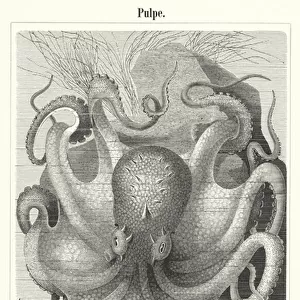 Common octopus (engraving)