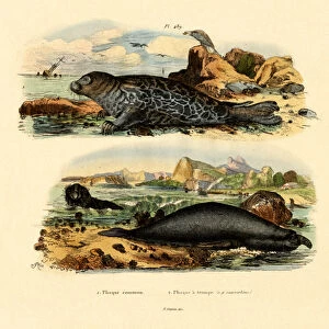 Common Seal, 1833-39 (coloured engraving)