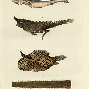 H Canvas Print Collection: Horn Shark