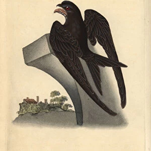 Common swift, Apus apus. Handcoloured copperplate drawn and engraved by Edward Donovan from his own "Natural History of British Birds, "London, 1794-1819