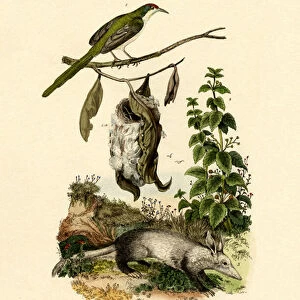 Common Tailorbird, 1833-39 (coloured engraving)