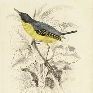 Tyrant Flycatchers Collection: Common Tody Flycatcher