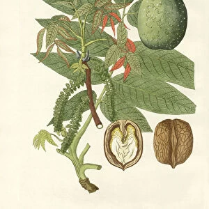 The common walnut-tree (coloured engraving)
