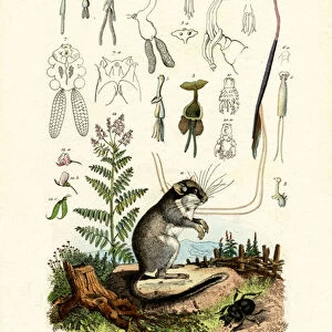 Gliridae Collection: Garden Dormouse