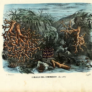 Corals, 1863-79 (colour litho)