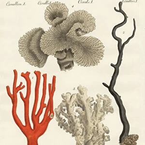 Corals (coloured engraving)