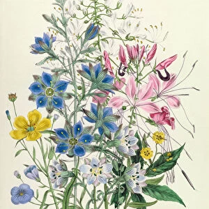 Cornflower, plate 15 from The Ladies Flower Garden, published 1842