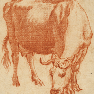 A cow grazing, c. 1663 (Red chalk drawing)