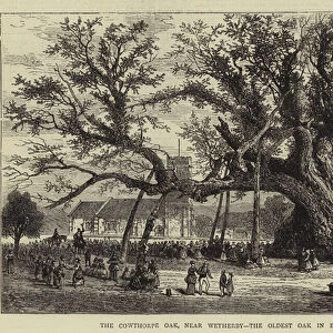 The Cowthorpe Oak, near Wetherby, the Oldest Oak in England (engraving)