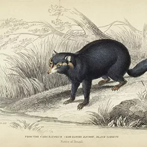 Procyonidae Collection: Crab-eating Raccoon