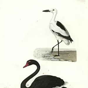 Charadriiformes Canvas Print Collection: Crab Plover