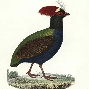 Phasianidae Metal Print Collection: Malaysian Partridge