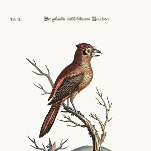 The crested Red or russit Butcher-Bird, 1749-73 (coloured engraving)