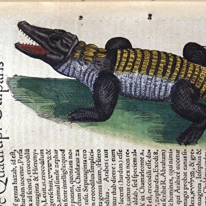 Crocodile. in Historia Animalium by Conrad Gesner (1516 - 1565), Tiguri, 1560. Bibl