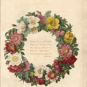 Crown of roses with a Greek motto - Eau forte by Charlin, after an illustration by Pierre Joseph Redoute (1759-1840), from Les Roses, 1817 - Decorative wreath of roses with Greek motto - Handcoloured stipple copperplate engraving by Charlin after an